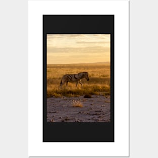 Zebra in the sunset. Posters and Art